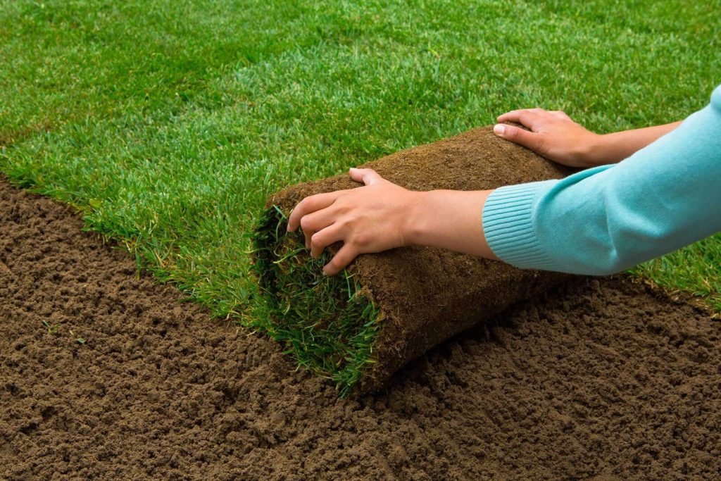 Rolling out a Rolled up Lawn turf for returfing