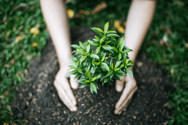 person planting shrub in sustainable garden