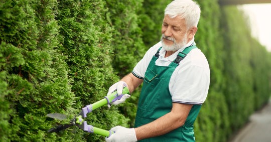 tree pruning service