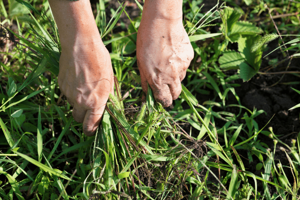 Man pulling weeds to try prevent weeds in a garden
