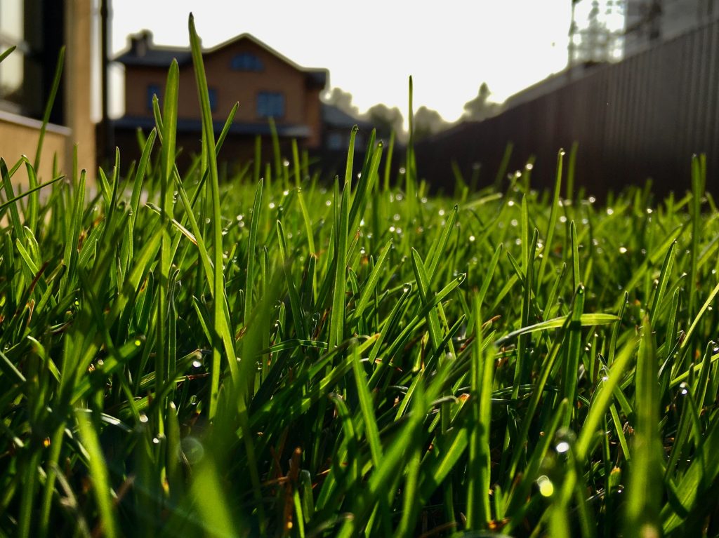 lawn seeding, turf installation
