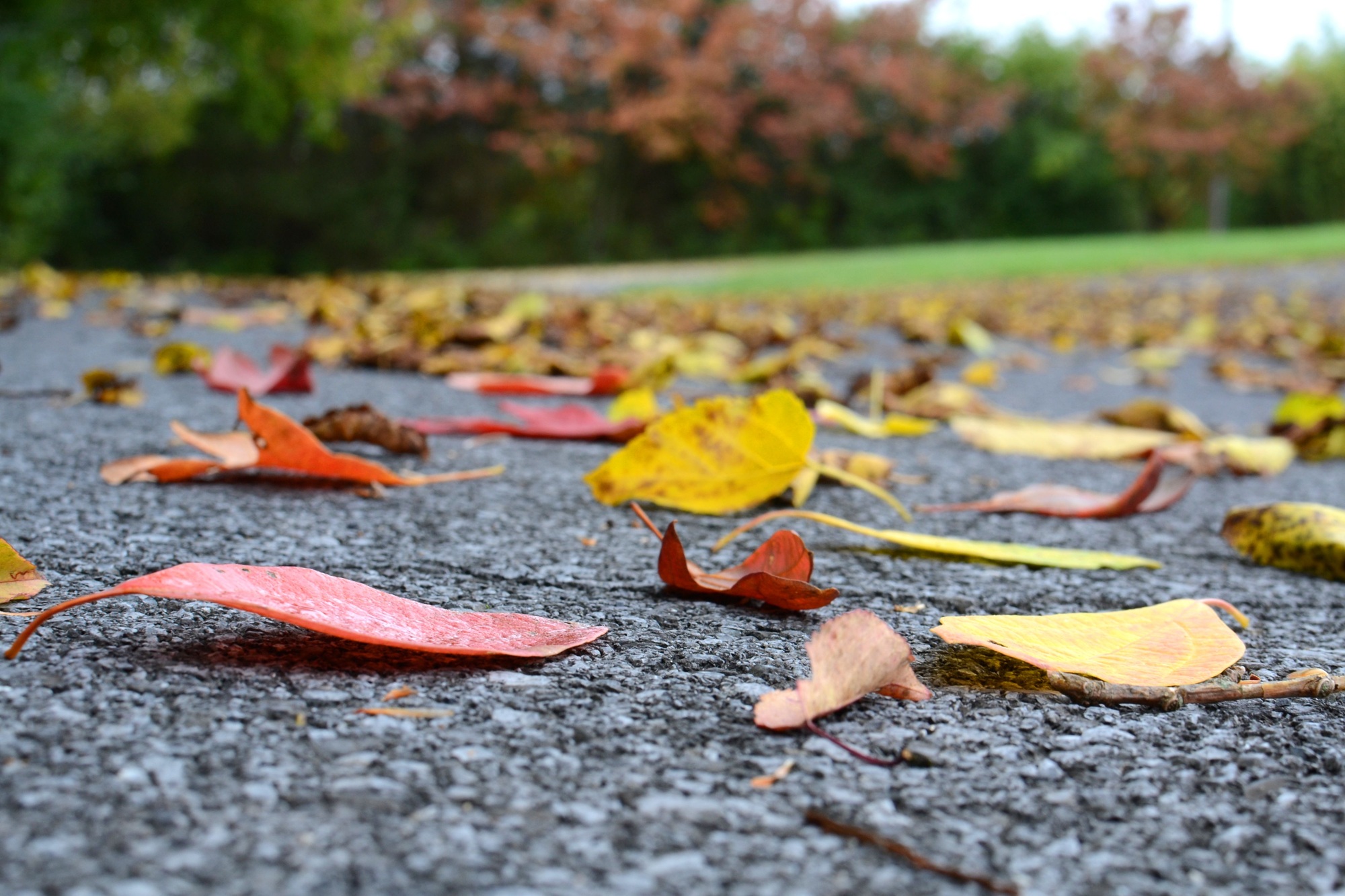 driveway cleaning, leaf removal services